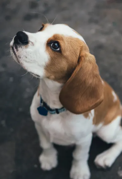 A brown and white dog sitting outside looking up